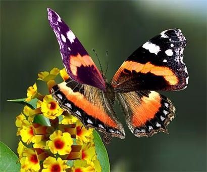 Papillon.